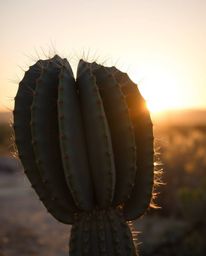 This artwork portrays a graceful and elegant desert cactus, beautifully illuminated by the glowing last rays of the sun. The 