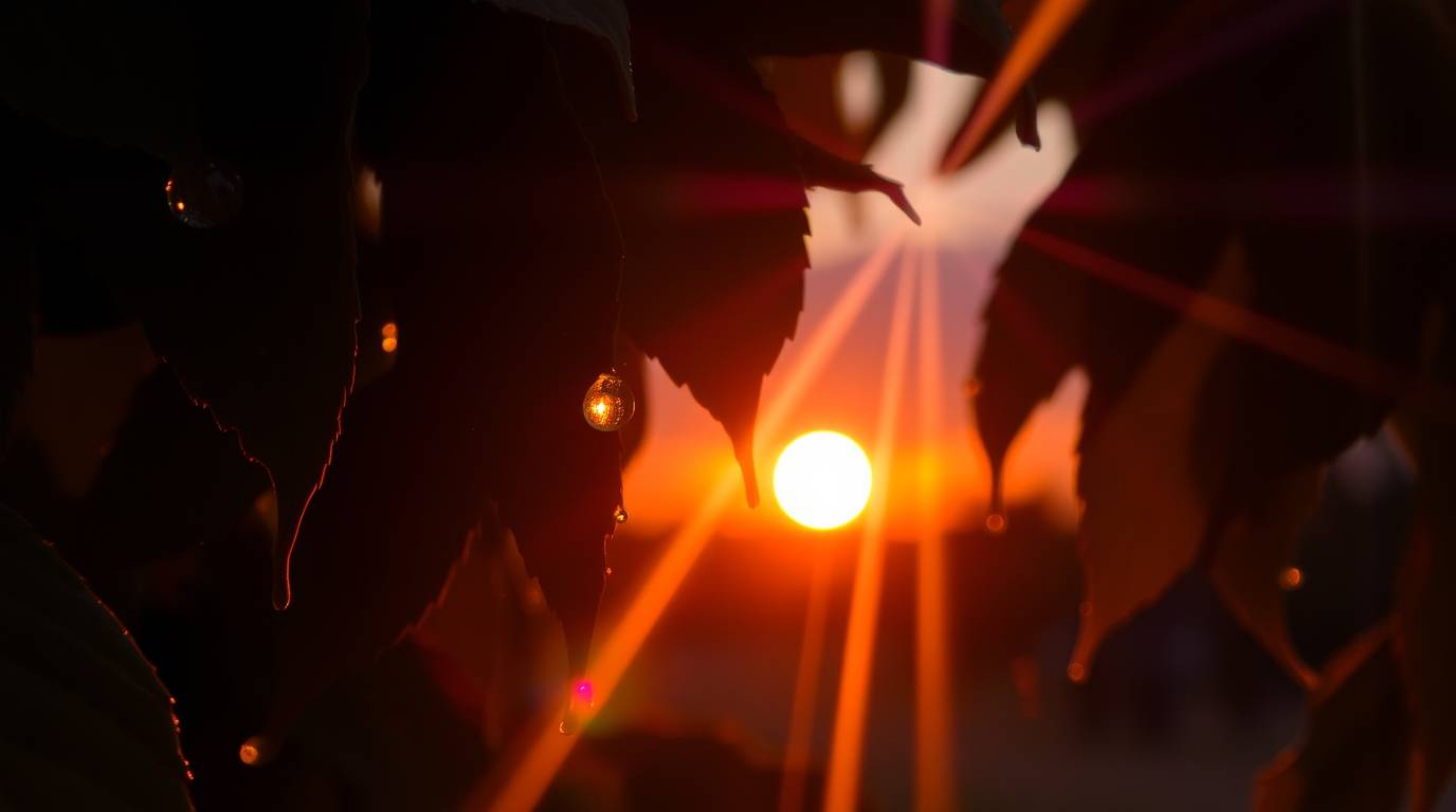 A captivating photograph showcases a sunset reflecting beautifully in raindrops clinging to leaves, enhanced by a bright lens