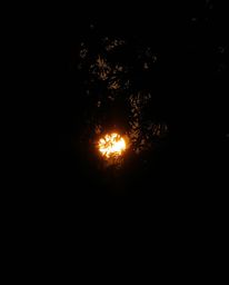 A dramatic cinematic style photograph of a sunset filtering through a dense jungle canopy. The image showcases beautifully di