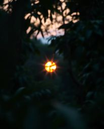 A photograph captures a sunset through a dense jungle canopy, featuring a beautiful blurred bokeh effect. The color scheme is