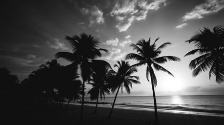 A timeless and elegant black and white photograph captures the dramatic beauty of a tropical beach sunset.  Palm trees sway g