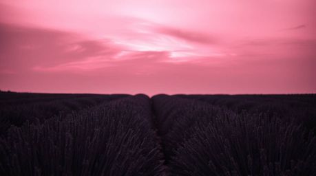Capture the timeless beauty of lavender fields bathed in a dreamy pink sky with this classic black and white photograph.  The