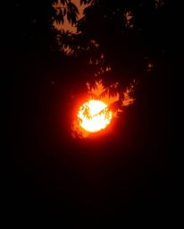 Unusual and original fine art photography depicts a bright, vibrant sunset seen through a dense jungle canopy. This professio