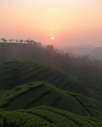 This image captures a beautiful pastel sunset over terraced tea plantations from a striking top-down perspective. The color p
