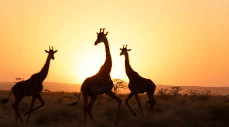 A captivating image of silhouetted giraffes against a vibrant savanna sunset.  The scene is rendered in natural earth tones w