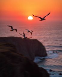 This image captures a sunset over a coastal cliff, featuring soaring birds in dynamic action poses. The scene is characterize