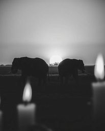 A black and white image of elephants walking across a field at sunset, illuminated by warm candlelight. The scene is characte