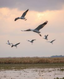 A depiction of a Golden hour wetland in soft pastel colors, featuring herons in flight against stormy skies. This artwork cre