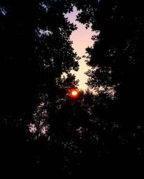 A low-angle perspective of a sunset through a dense jungle canopy. The scene is characterized by intense, dramatic lighting w