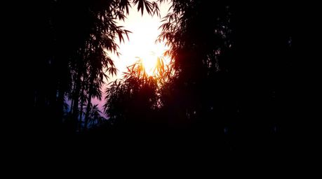 A captivating image of a bamboo forest silhouetted against a vibrant sunset. Cool blues, greens, and purples dominate the sce