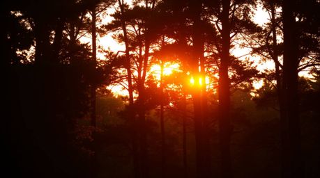 A stunning professional fine art photograph captures the magical moment of sunset light filtering through a dense forest.  Th