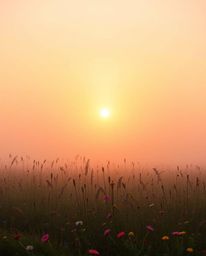 A captivating scene where a warm, golden glow pervades a spring wildflower meadow at sunset, despite conditions of low visibi