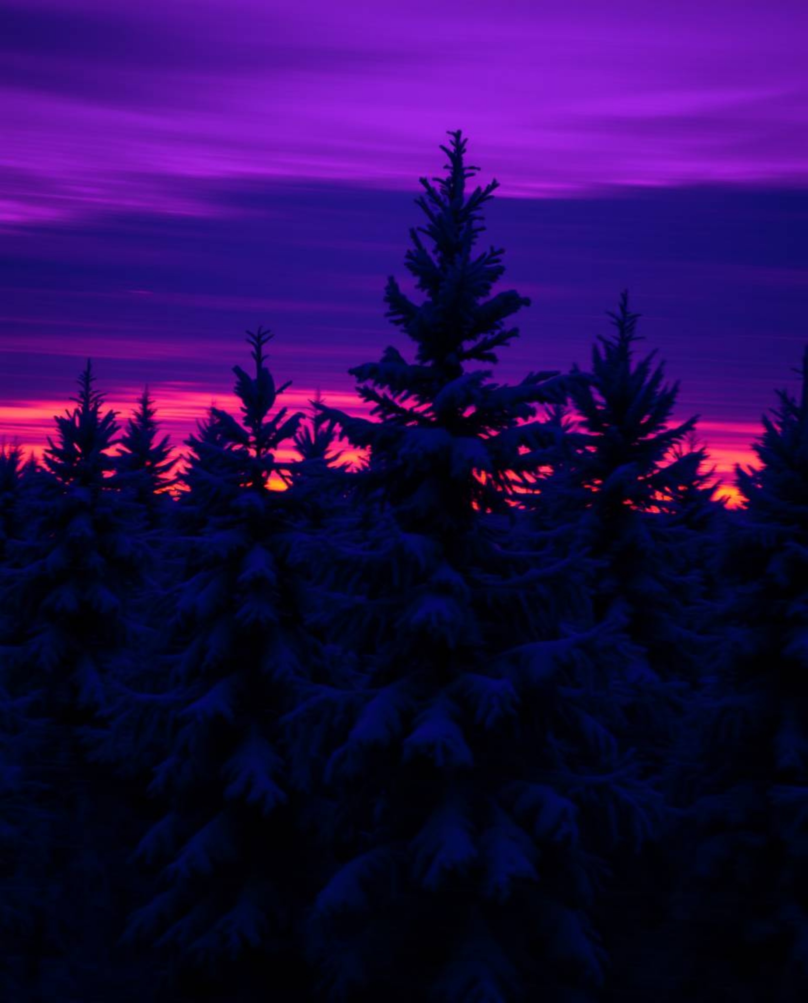 Utilizing long exposure photography, this image captures sunset light sparkling on snowy pine trees, washed in deep ultraviol