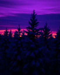 Utilizing long exposure photography, this image captures sunset light sparkling on snowy pine trees, washed in deep ultraviol