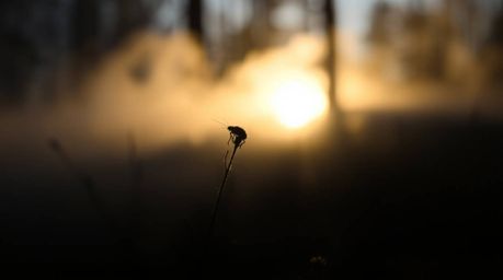 A captivating extreme macro close-up showcases mist rising from a forest during the golden hour.  The image features silhouet