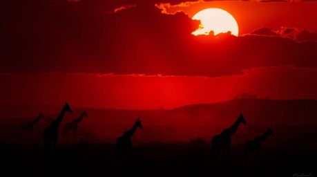 Experience the breathtaking beauty of a sunset savanna scene.  Silhouetted giraffes stand majestically against a vibrant sky,