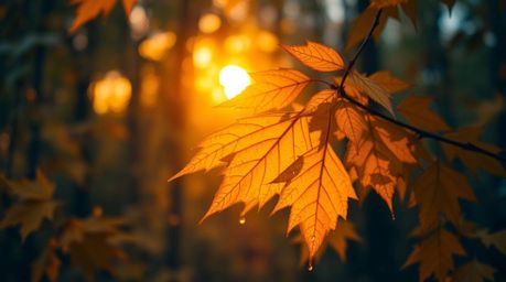 Experience the magic of an autumn forest bathed in the warm golden glow of sunset.  This stunning image features vibrant gold