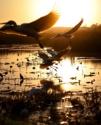A low-angle perspective captures a golden hour wetlands scene, looking up as herons take flight. The image is characterized b