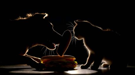A captivating close-up shot depicts a dog and cat engaged in a hilarious battle over a massive sandwich.  The silhouetted fig