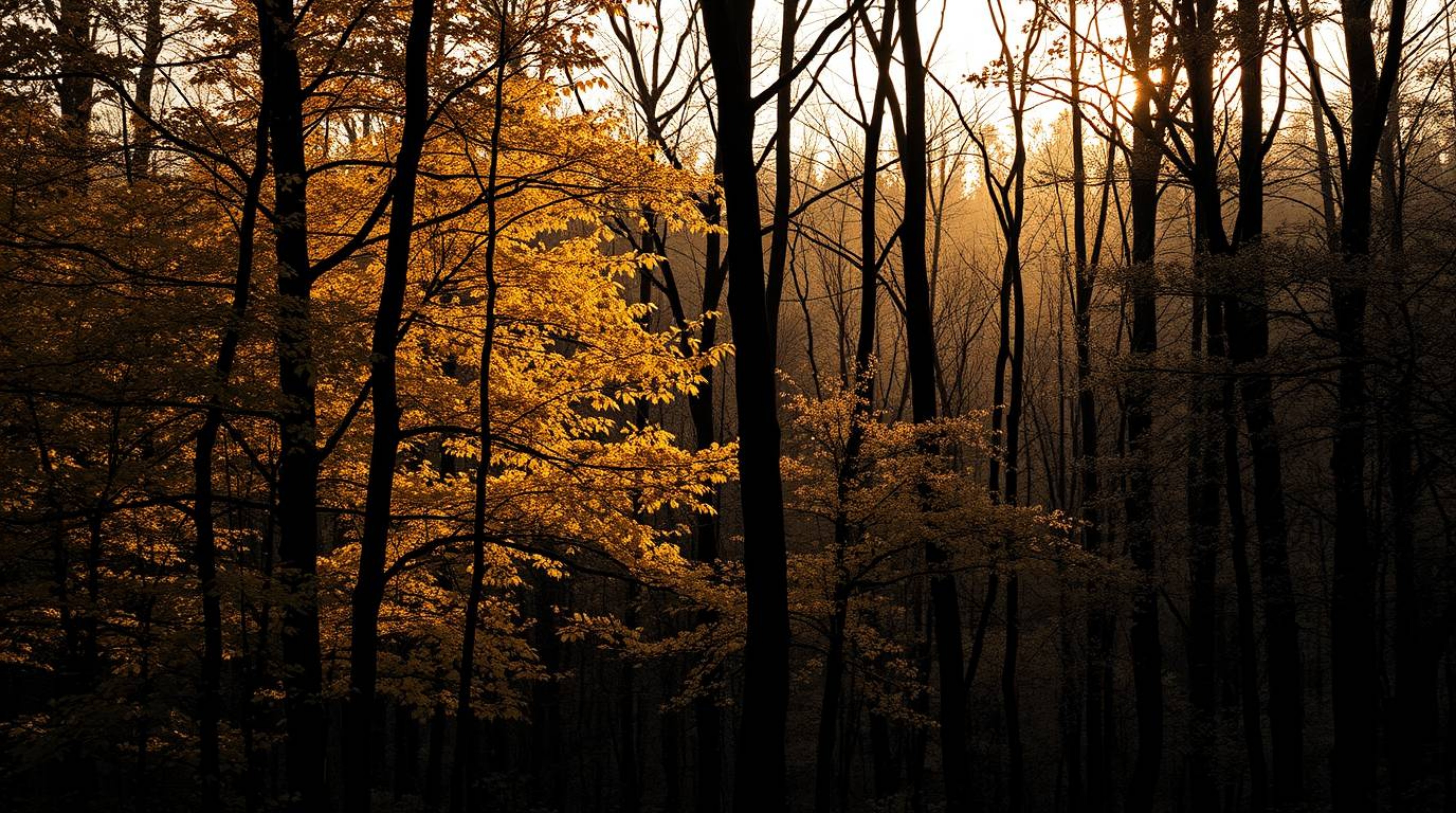 This collection features timeless and elegant photographs capturing the beauty of an autumn forest.  Each image showcases gol