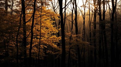 This collection features timeless and elegant photographs capturing the beauty of an autumn forest.  Each image showcases gol