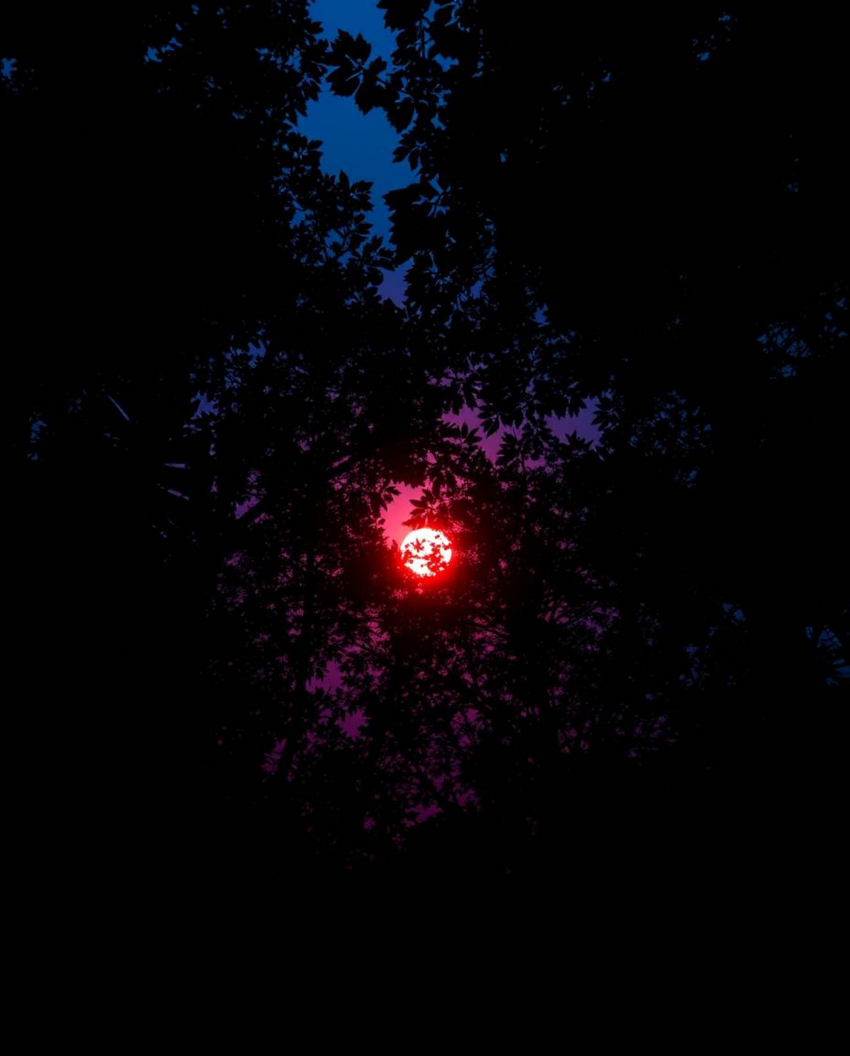 A low-angle perspective photograph of a sunset filtering through a dense jungle canopy. This dramatic and sophisticated image