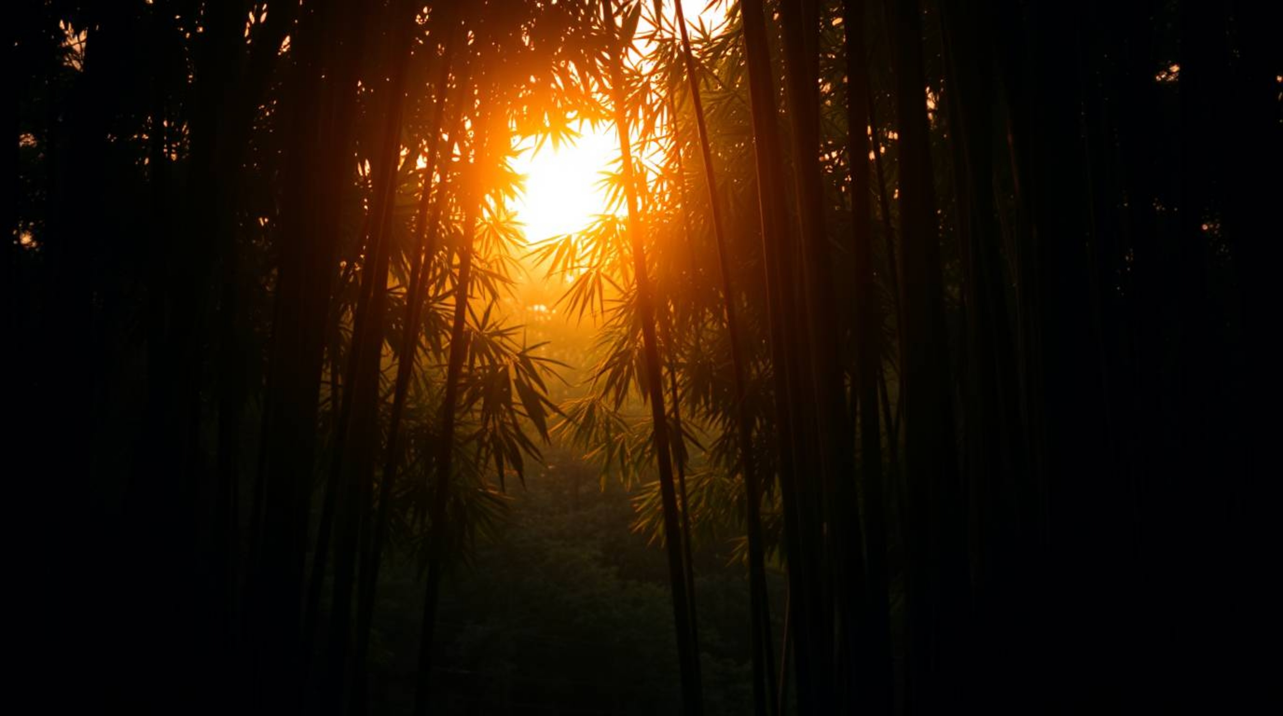 Experience the tranquility of a bamboo forest bathed in the warm glow of a setting sun. This captivating scene features gentl