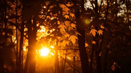 A captivating long exposure photograph captures the essence of an autumn forest at sunset.  Silhouetted trees frame golden le