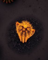 Experience a unique overhead, birds-eye view of a desert cactus bathed in warm golden hour light. This stunning long exposure