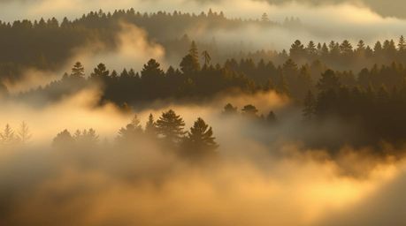 A stunning digital painting capturing the ethereal beauty of mist rising from a forest during the golden hour.  The artwork f