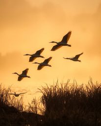 A warm, autumnal golden hour wetlands scene captures herons in flight, enveloped in a soft, dreamy atmosphere. The use of con