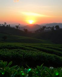 A charming and cute sunset over terraced tea plantations, bathed in natural light. The scene is enhanced by vibrant biolumine