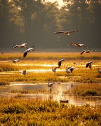 A scene of golden hour light in the wetlands with herons in flight. This image is characterized by its bright, vibrant colors