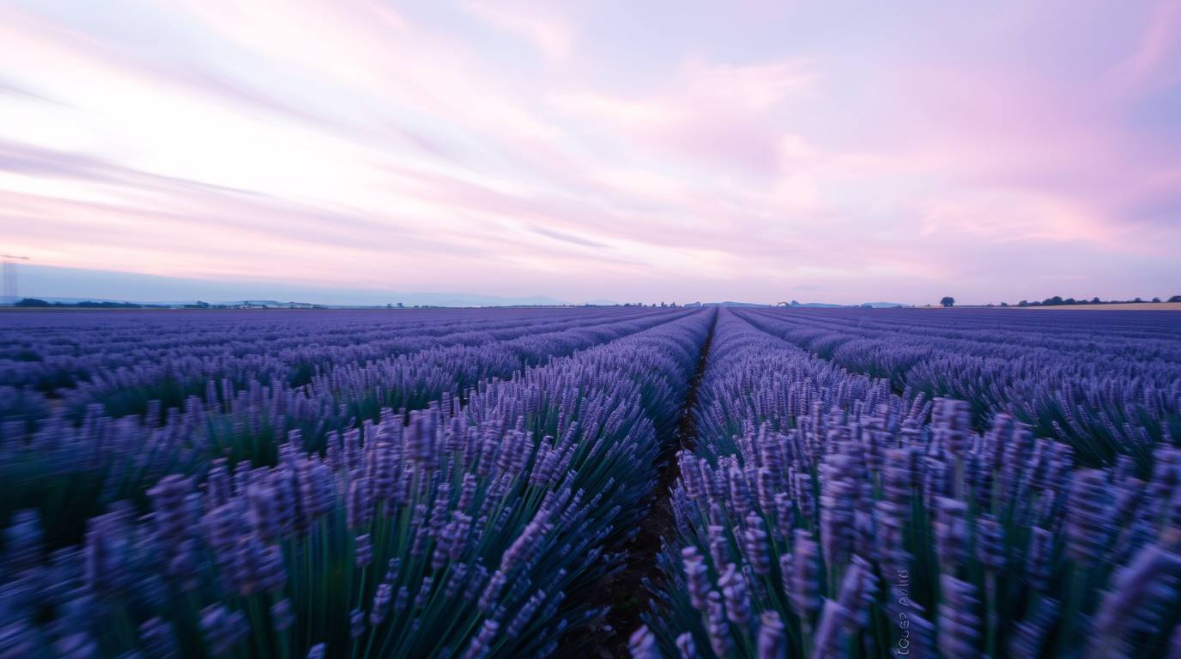 Explore the captivating beauty of long exposure photography featuring vibrant lavender fields glowing under a dreamy pink sky