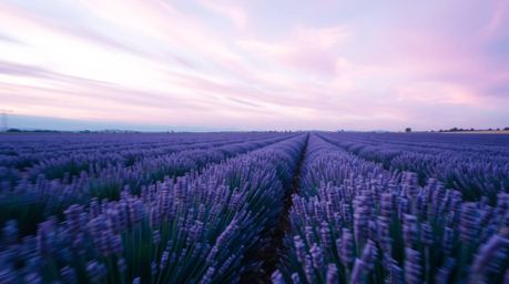 Explore the captivating beauty of long exposure photography featuring vibrant lavender fields glowing under a dreamy pink sky