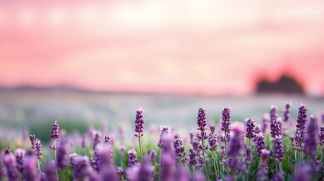 Immerse yourself in a tranquil scene of lavender fields bathed in the soft glow of a dreamy pink sky. This artwork utilizes a