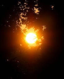 A photograph depicts a sunset through a dense jungle canopy, captured in a dramatic cinematic style. The scene is characteriz