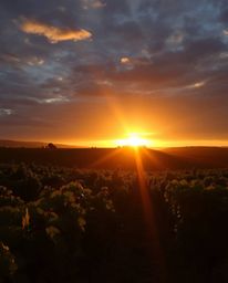 This image captures a radiant and luxurious sunset over a vineyard, defined by intense, dramatic lighting that casts a warm g