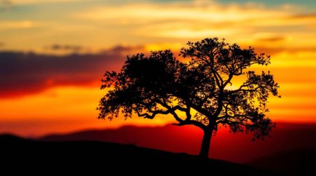 A captivating lone tree dynamically posed on a hill, silhouetted dramatically against a fiery sunset, creating a stunning vis