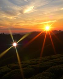 A vibrant sunset over terraced tea plantations, featuring bright lens flares and dramatic streaks of light. The intense color