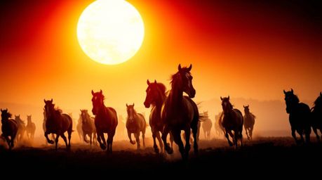 Capture the breathtaking beauty of wild horses running beneath a radiant sky with this high-contrast, low-key image.  Featuri