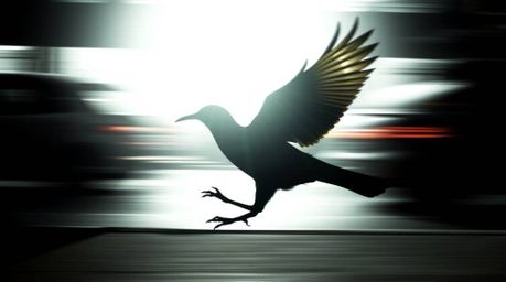 A striking image of a fast-running bird in motion, silhouetted against a bright backlight and zooming past blurred traffic. T