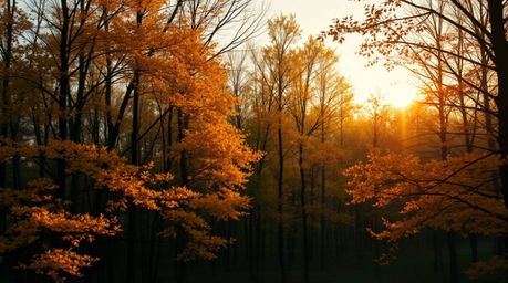A captivating image of a graceful autumn forest bathed in the golden light of sunset.  The scene features refined details, so