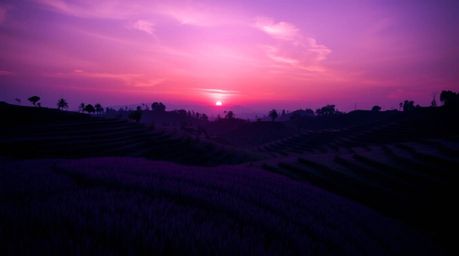 Experience the breathtaking beauty of a sunset over lush rice terraces. This image showcases vivid purple and deep ultraviole