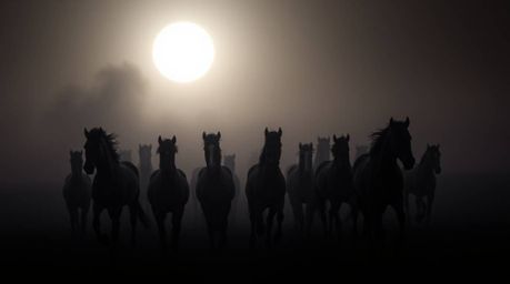 Experience the breathtaking beauty of a herd of wild horses galloping under an intensely black, glowing sky.  A soft cinemati