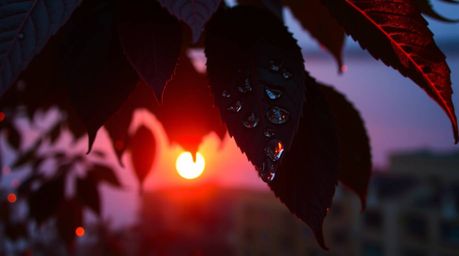 This high-resolution stock photo captures a stunning high-angle perspective of a sunset reflecting beautifully in raindrops c