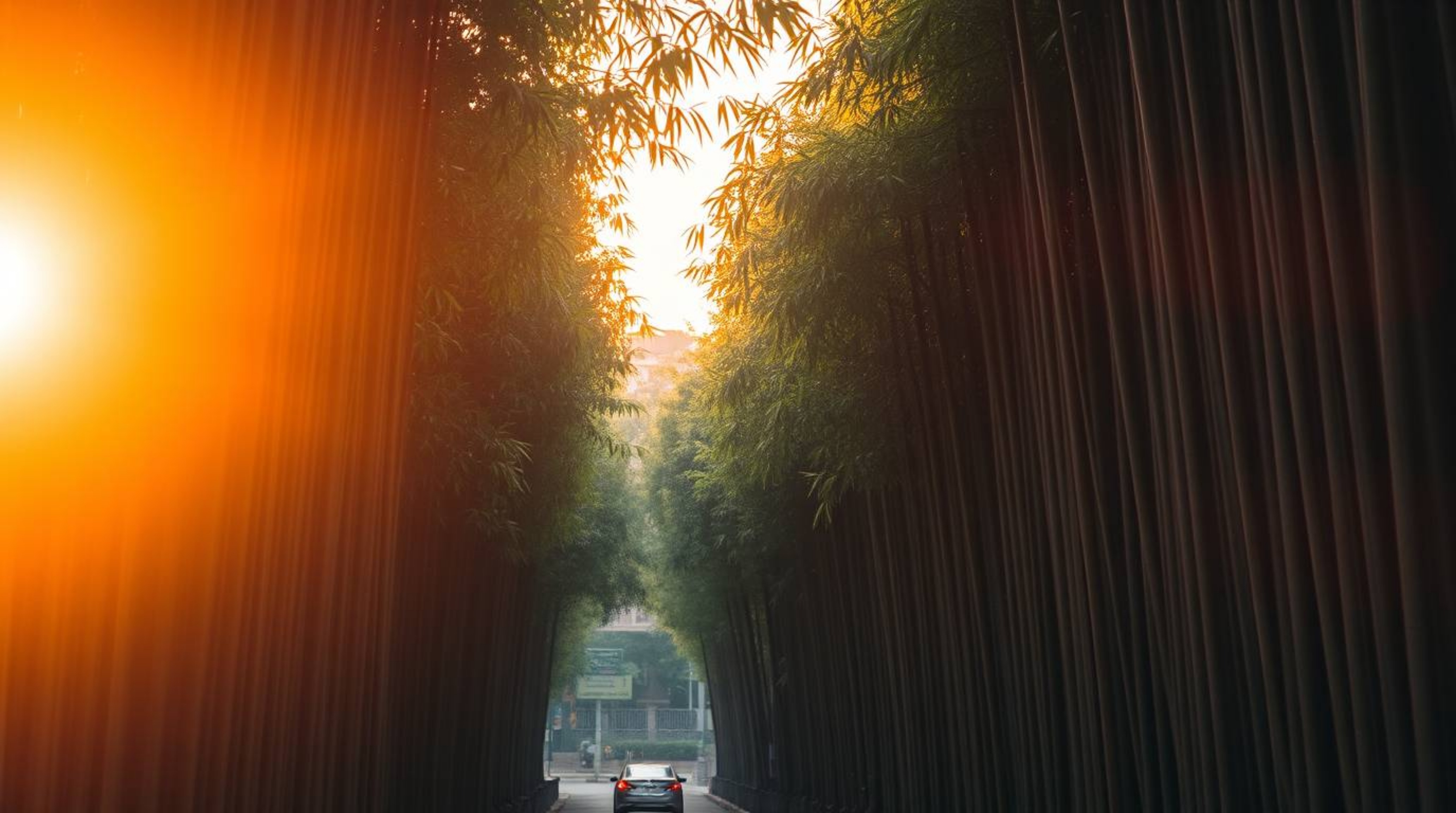 A captivating candid street photograph captures a serene bamboo forest illuminated by the warm glow of a setting sun.  The im