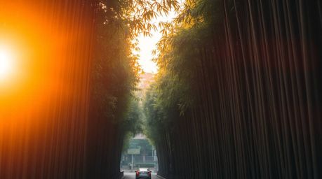 A captivating candid street photograph captures a serene bamboo forest illuminated by the warm glow of a setting sun.  The im