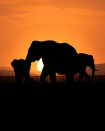 A moody Isekai anime style silhouette of elephants walking across a field at sunset, featuring backlighting and an expressive