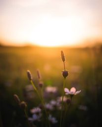 A beautiful photograph of a spring meadow sunset, distinguished by its artistic use of a blurred bokeh effect. This technique